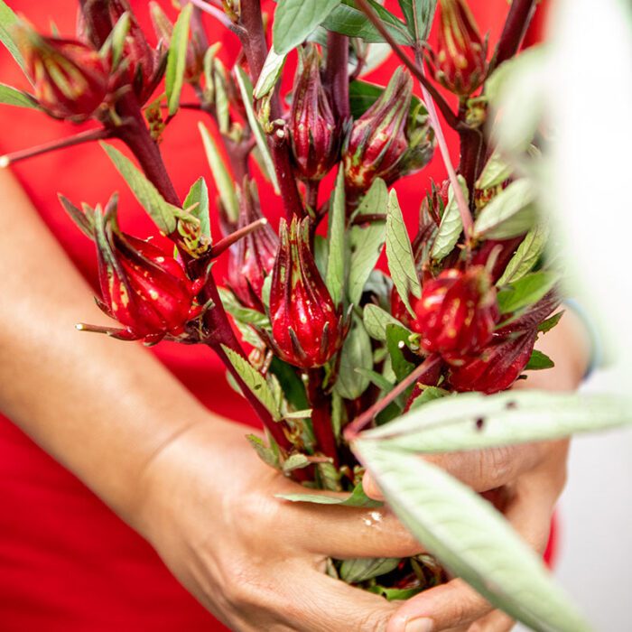 Cut Rosella Fruit on Stems